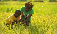Gender Approaches to Agricultural Extension Practices