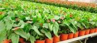 Horticultural Production and Marketing Course