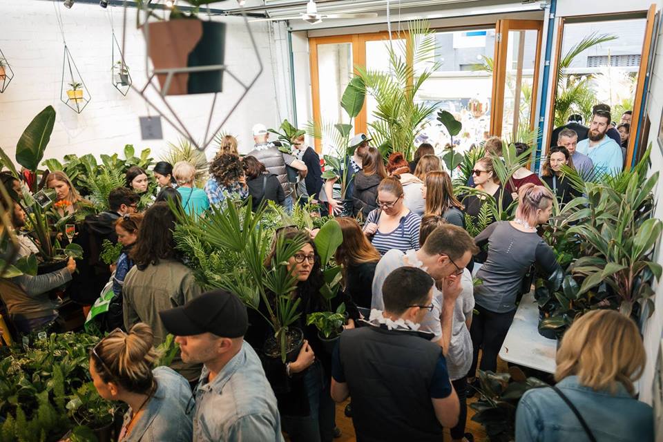 Huge Indoor Plant Sale - Rumble in the Jungle - Melbourne, Melbourne, Victoria, Australia