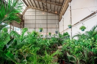 Huge Indoor Plant Warehouse Sale- Jungle Party - Sydney