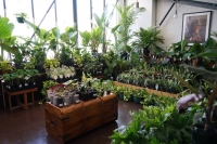 Huge Indoor Plant Warehouse Sale - Tropicana Party - Melbourne