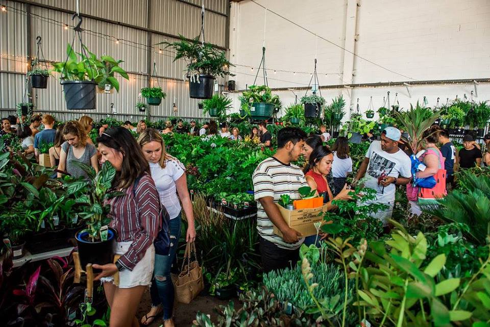Huge Indoor Plant Warehouse Sale - Sydney, Central, New South Wales, Australia
