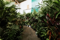 Huge Indoor Plant Warehouse Sale - Foliage Fiesta - Adelaide