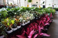Huge Indoor Plant Warehouse Sale - Springtime Jungle - Adelaide