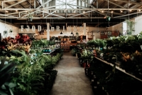 Huge Indoor Plant Warehouse Sale - Springtime Splendour- Perth