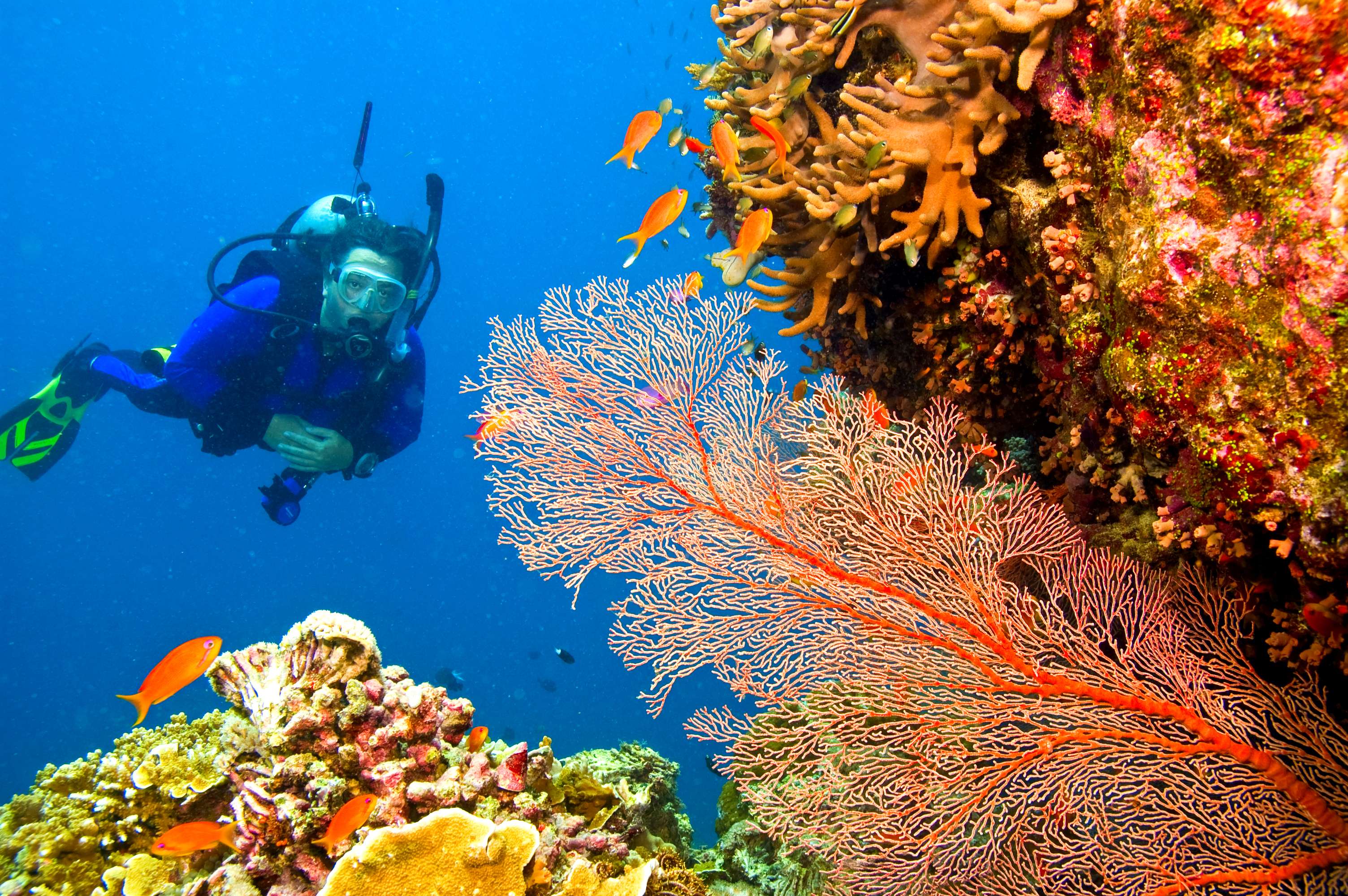 Scuba Diving In Grande Island Goa, North Goa, Goa, India