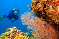 Scuba Diving In Grande Island Goa