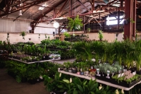 Huge Indoor Plant Warehouse Sale - Jungle Plant Party - Brisbane