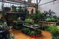 Huge Indoor Plant Warehouse Sale -Summertime Madness