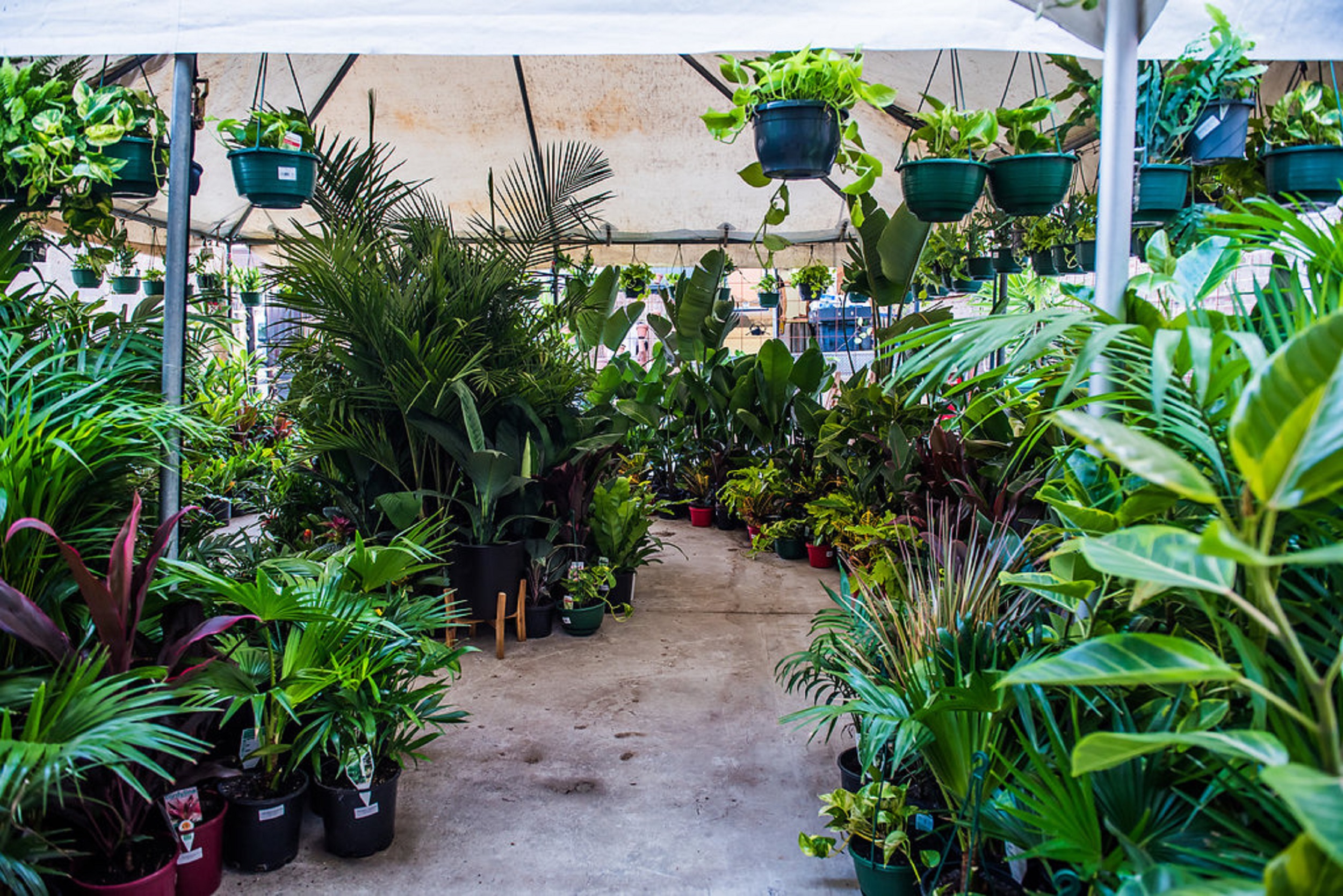 Sydney - Huge Indoor Plant Warehouse Sale - Jungle Plant Party, Southeast, New South Wales, Australia