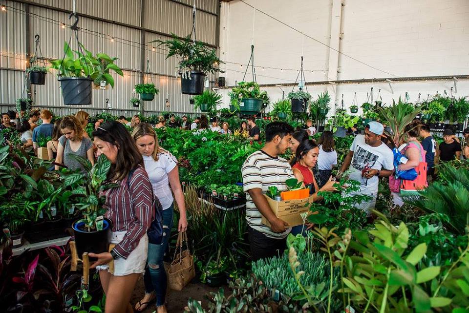 Adelaide - Rare Plant Party En Blanc, Central, South Australia, Australia