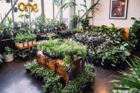 Melbourne - Huge Indoor Plant Warehouse Sale- Pet Friendly Focus