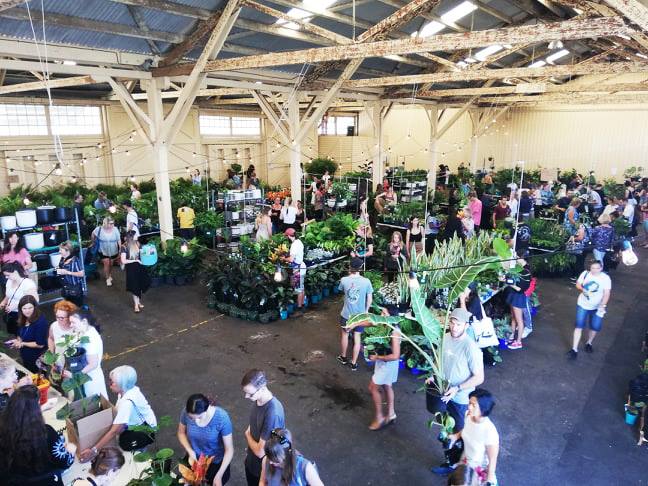 Perth - Huge Indoor Plant Warehouse Sale- Rumble in the Jungle, Perth, Western Australia, Australia