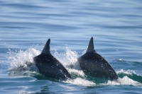 Dolphin Politics in Shark Bay - Speaker: Richard Connor
