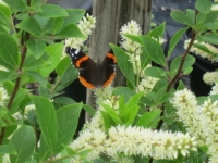 Mother's Day Weekend with Butterfly Gardening Expert!