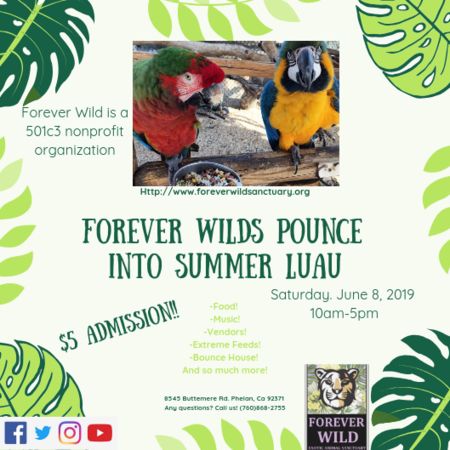 Forever wilds pounce into summer luau, Phelan, California, United States