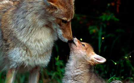 End Coyote Killing Contests, Westford, Massachusetts, United States