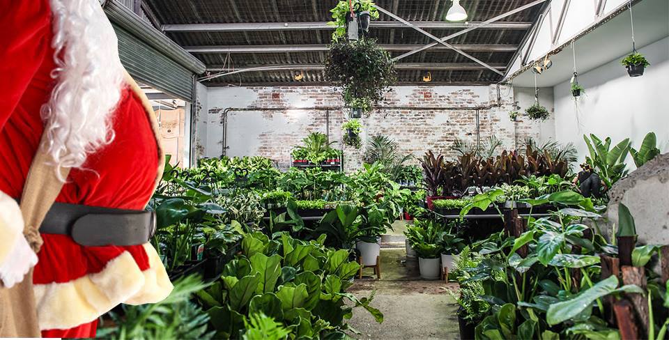 Sydney - Huge Indoor Plant Warehouse Sale - Christmas in July!, Sydney, New South Wales, Australia