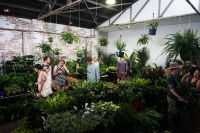 Sydney - Huge Indoor Plant Warehouse Sale - House Warming
