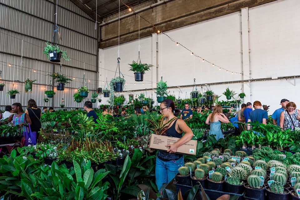 Brisbane - Huge Indoor Plant Sale - Rumble in the Jungle, 39 Clarence St, Coorparoo QLD 4151, Australia,Queensland,Australia