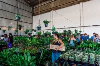 Brisbane - Huge Indoor Plant Sale - Rumble in the Jungle