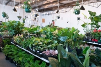 Melbourne - Huge Indoor Plant Sale - Springtime Splendour