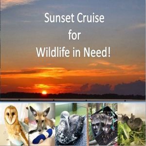 Sunset Cruise For Wildlife In Need, Barnstable, Massachusetts, United States