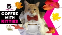 Kitty City At Wildhorse presents..."Coffee With Kitties"