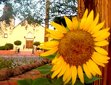 Van Gogh Sunflower Paintout and Auction, Tubac, United States