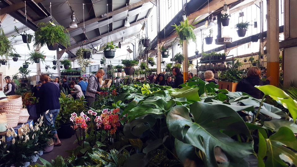 Adelaide - Huge Indoor Plant Sale - Rumble in the Jungle, Metropolitan Adelaide, South Australia, Australia