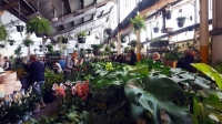 Adelaide - Huge Indoor Plant Sale - Rumble in the Jungle