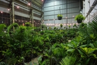Sydney - Huge Indoor Plant Warehouse Sale - Tropicana Party