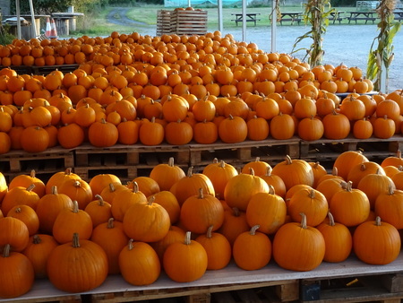 Sunnyfields Pumpkin Festival Hampshire October 2019, Hampshire, England, United Kingdom