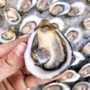 Hanson of Sonoma Organic Vodka and Hog Island Oysters Oct. 5th and 6th, California, United States