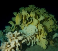 Unique and Ancient Glass Sponge Reefs of the Howe Sound