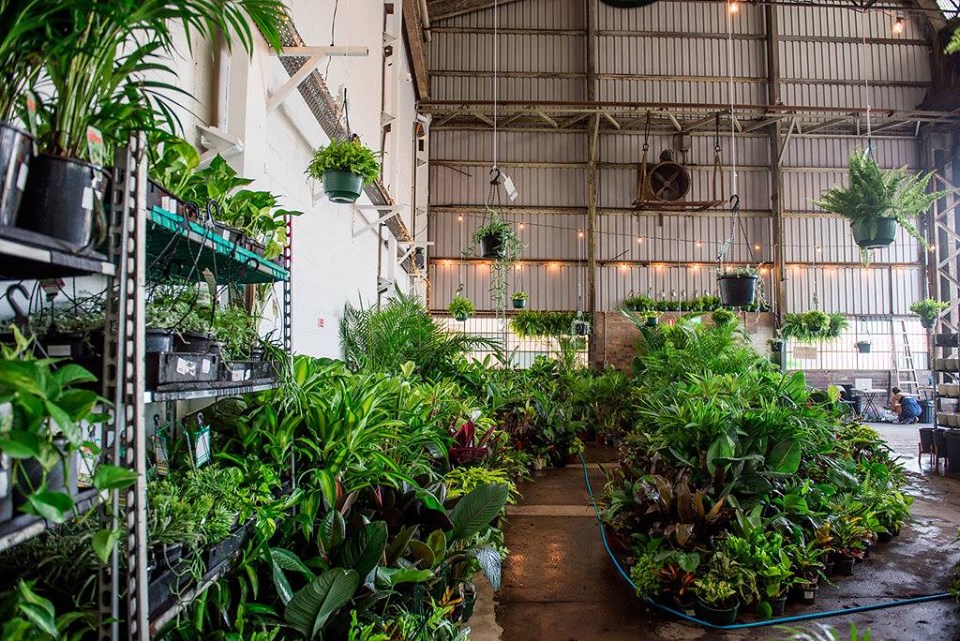 Canberra - Huge Indoor Plant Warehouse Sale - Tropicana Party, Canberra, Australian Capital Territor, Australia