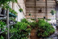 Canberra - Huge Indoor Plant Warehouse Sale - Tropicana Party