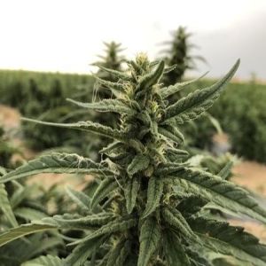 Hemp Master Class 2019, Bastrop, Texas, United States