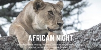 African Night