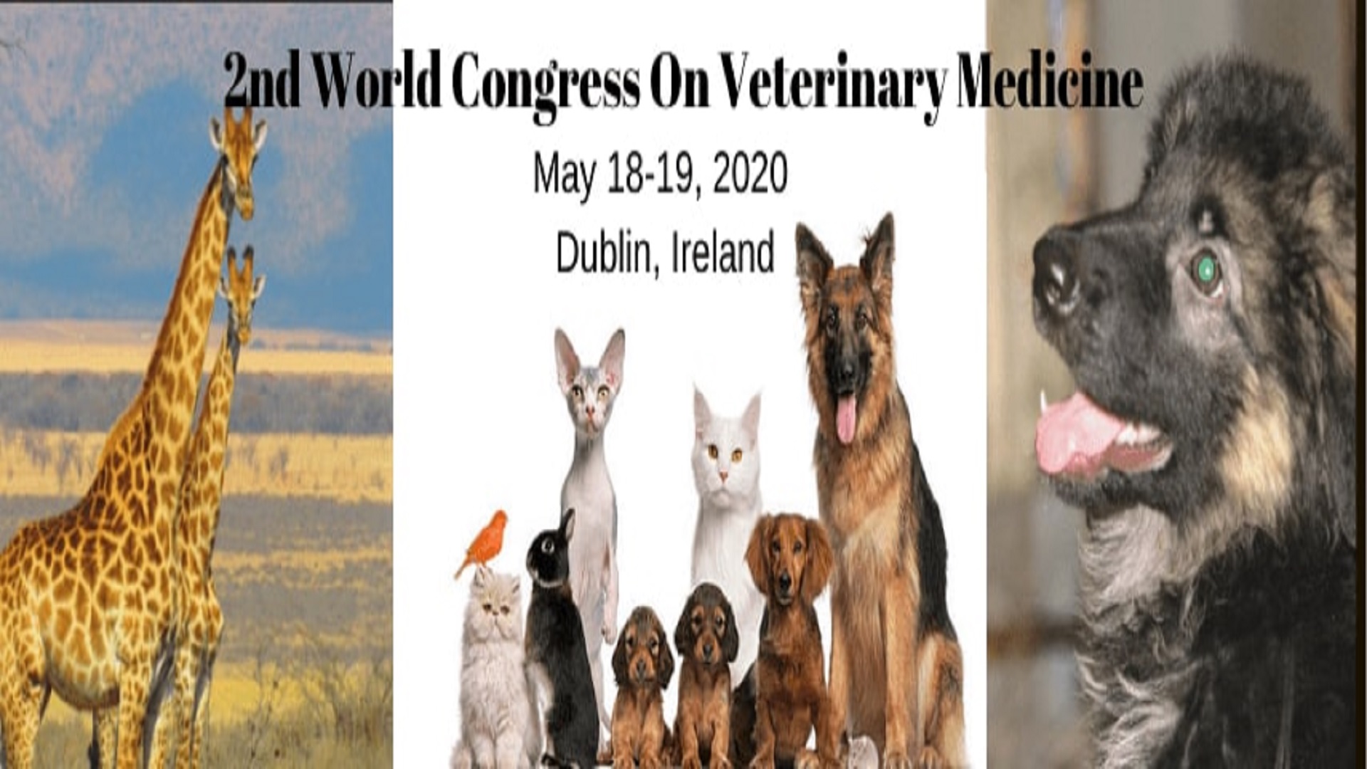 Veterinary Conferences, Dublin, Ireland,Dublin,Ireland