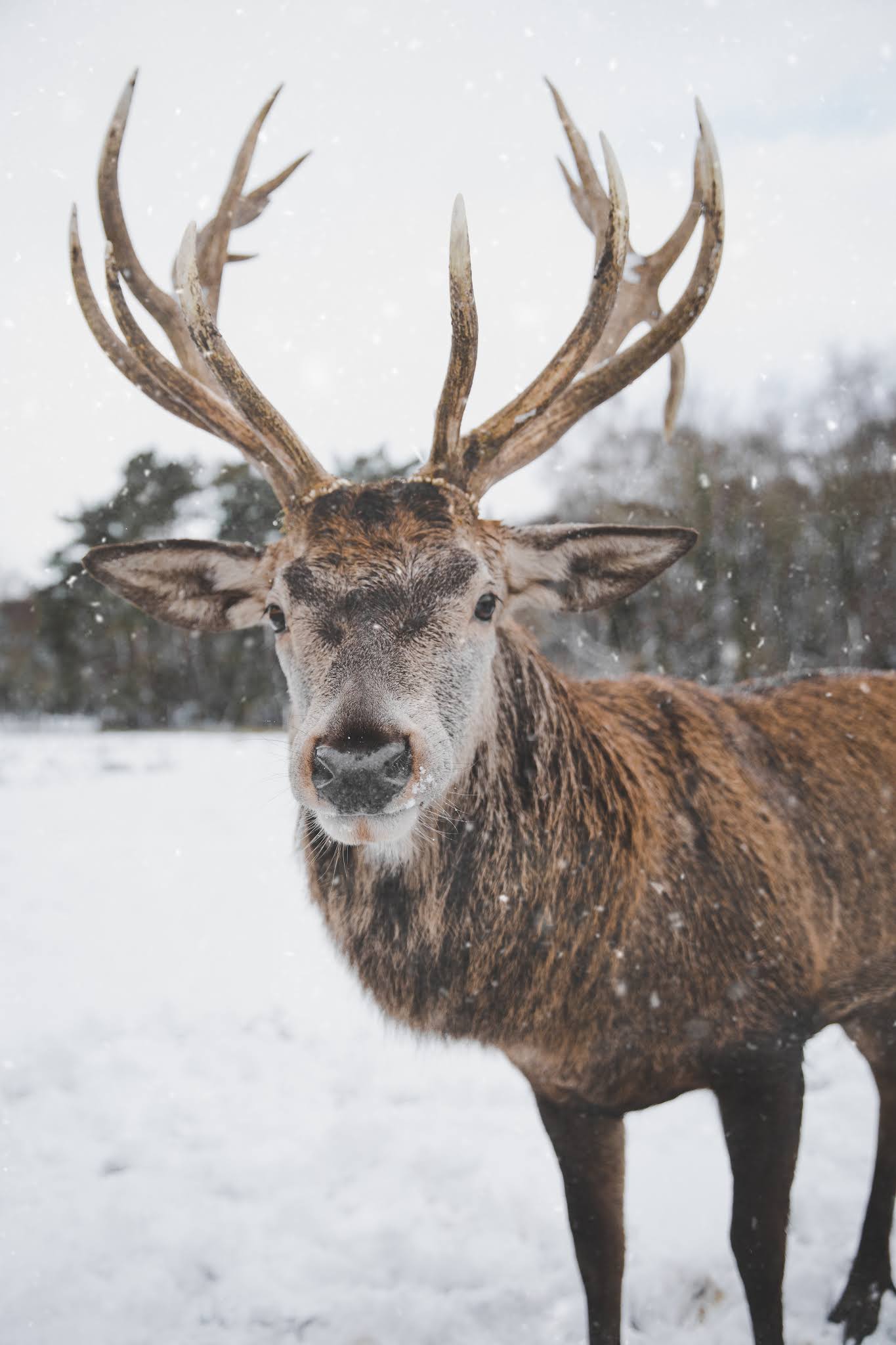 2019 Reindeer Romp 5k & 10k, Washington,Washington, D.C,United States