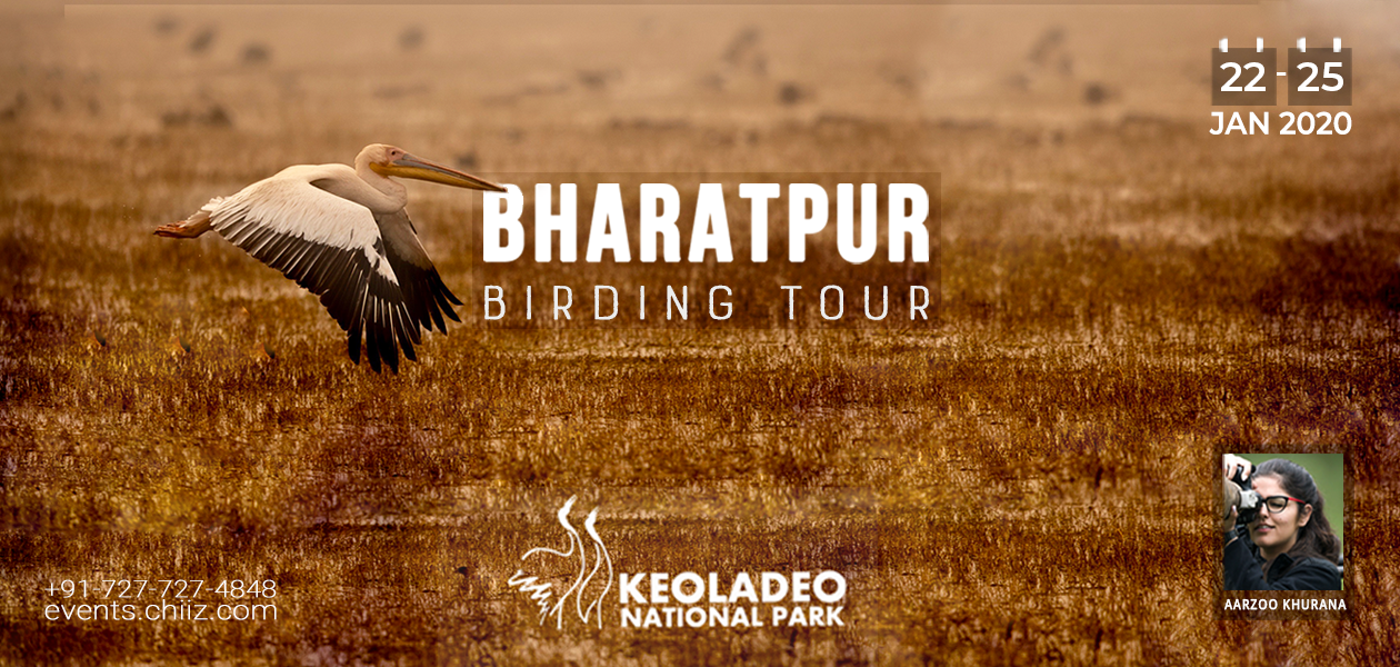 BHARATPUR BIRD Photography Tour, Bharatpur, Rajasthan, India