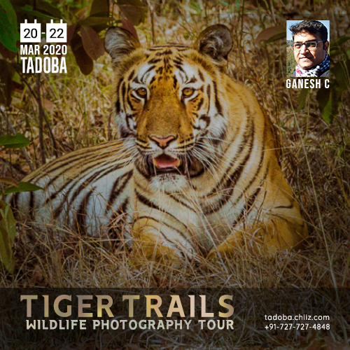 TADOBA WILDLIFE PHOTOGRAPHY TOUR, Chandrapur, Maharashtra, India