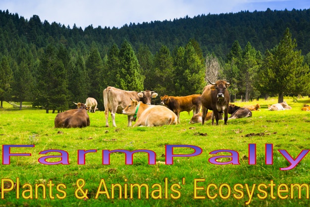 Farmpally.com pet owners networking, Bacon, Georgia, United States