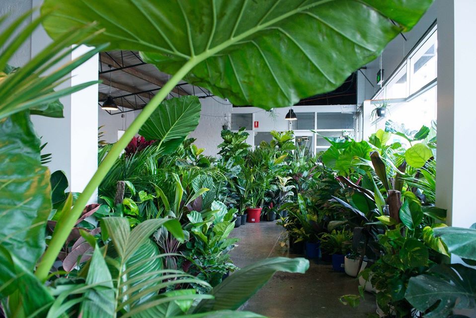 Newcastle - Huge Indoor Plant Warehouse Sale - Jungle Plant Party, Newcastle, NSW,New South Wales,Australia