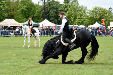 The Nonsuch Town and Country Show and Surrey Festivals of Dogs, Sutton Epsom, Surrey, United Kingdom