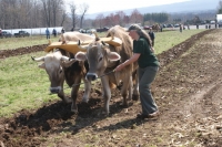 Hudson Valley Draft Horse Association Spring Plow