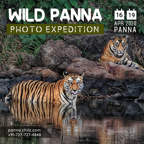 Panna Wildlife Photography Tour, Panna, Madhya Pradesh, India