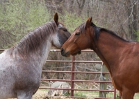 Hearts for Horses Horse Play's Annual Pasta Dinner