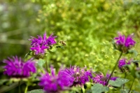 Can life adapt: How will climate change affect biodiversity in BC and beyond?